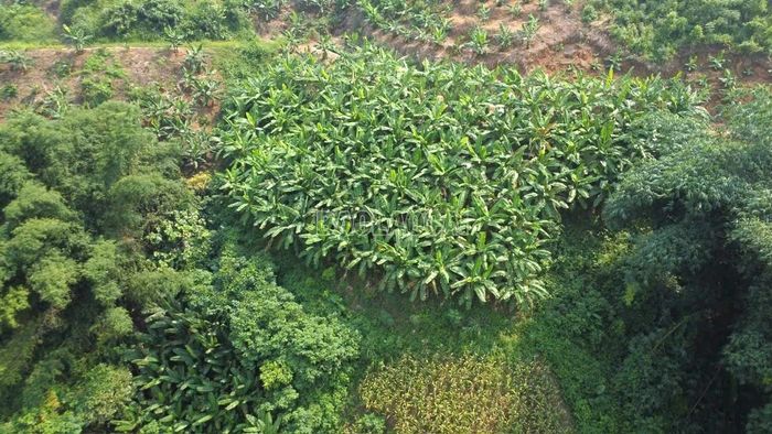 Trên địa bàn xã Bát Xát có 25,8 ha chuối tây được trồng tại các thôn San Lùng, San Bang, Sơn Hà.
