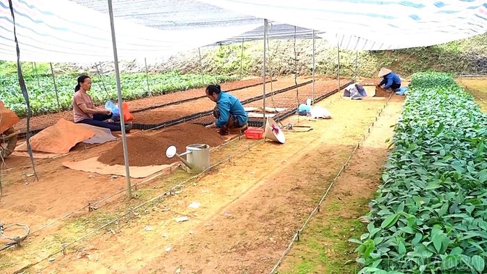 Nhiều vườn ươm tại xã Yên Bình đang tạo việc làm, thu nhập ổn định cho người dân địa phương.