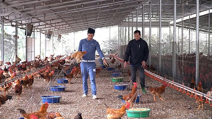 Chăn nuôi hàng hóa quy mô lớn đang dần thay thế cho chăn nuôi nhỏ lẻ tại các vùng nông thôn.