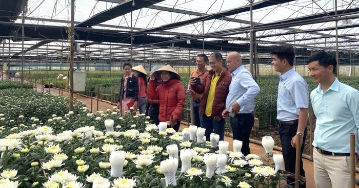 Đầu tư hoa cúc xuất khẩu quy mô lớn tại xã Đơn Dương đạt doanh thu hàng tỷ đồng mỗi năm/ha