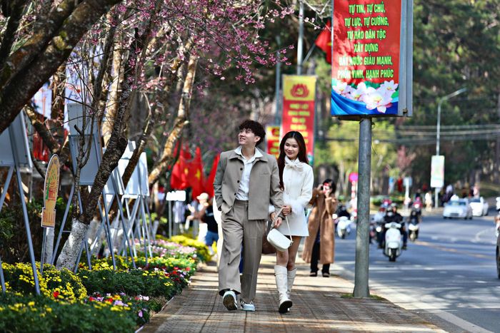 Mùa Mai anh đào nở thu hút hàng ngàn người dân, du khách tới vui chơi, chụp ảnh lưu niệm (Ảnh: Chính Thành)