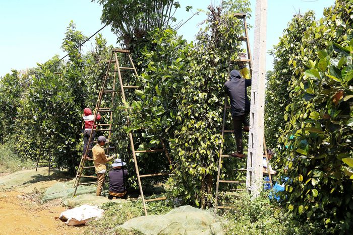 Hồ tiêu là cây trồng gắn bó chặt chẽ với đời sống người dân Đức An, tỉnh Lâm Đồng nhiều năm nay