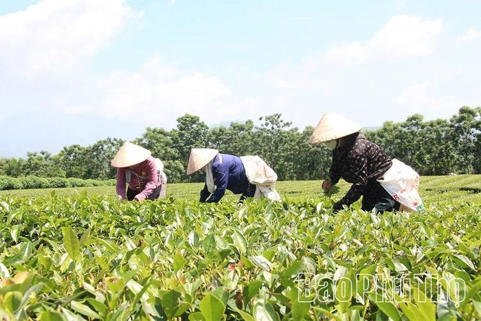Người dân xã Yên Sơn chú trọng áp dụng quy trình kỹ thuật vào trồng chè nhằm nâng cao năng suất, chất lượng sản phẩm.