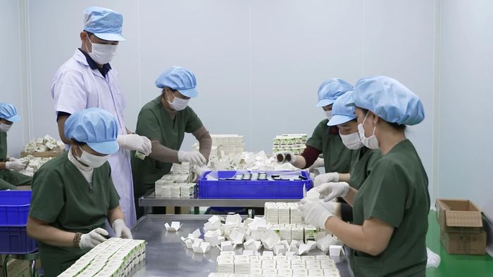 Quy trình sản xuất, đóng gói sản phẩm tại HTX Dược liệu Trường Sơn - Ảnh: N.T