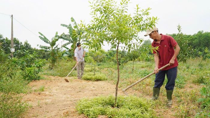 Cải tạo vườn tạp, tăng thu nhập là hướng thoát nghèo ở xã Hiếu Giang - Ảnh: P.X.D
