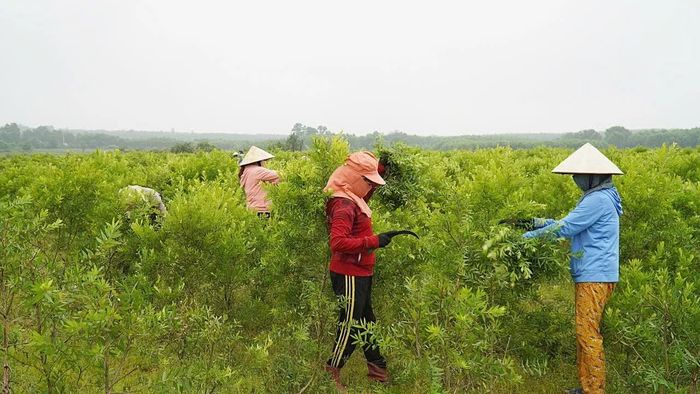 Sản xuất nông nghiệp, hướng giảm nghèo bền vững ở Hiếu Giang - Ảnh: P.X.D