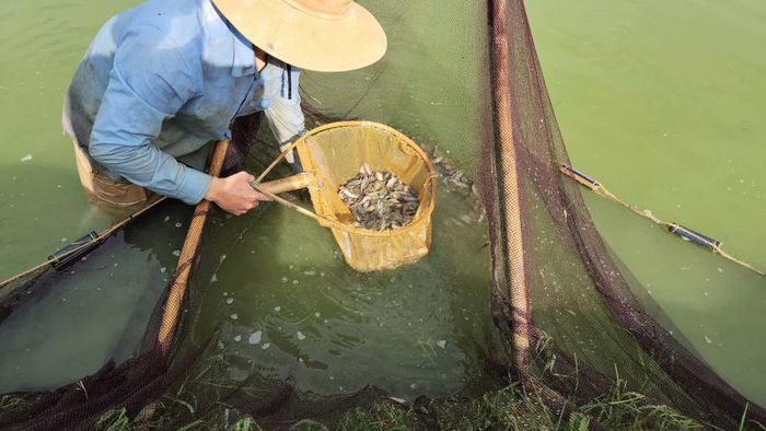 Sau gần 3 tháng ương nuôi cá đạt kích cỡ 5-8cm/con - Ảnh: L.A