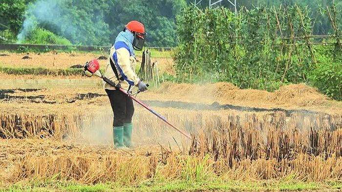 Người dân xử lý rơm, rạ sau thu hoạch.