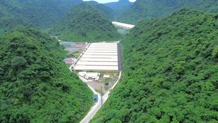 Trang trại lợn của Công ty TNHH Dabaco Thanh Hóa ở xã Thạch Quảng.