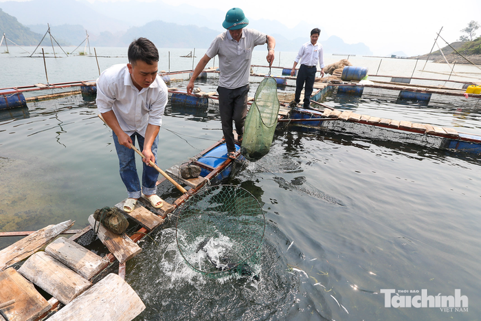 Mua, bán sản phẩm nông, thủy sản bằng bảng kê, doanh nghiệp cần hiểu đúng để tránh rủi ro về thuế. Ảnh: An Thư