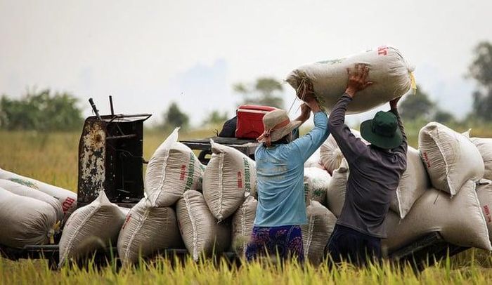 Giá gạo xuất khẩu Việt Nam tăng nhẹ.