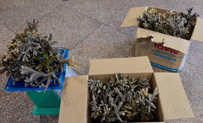 10,5kg san hô do hai du khách giao nộp đã được trả lại môi trường tự nhiên biển Hòn Chồng