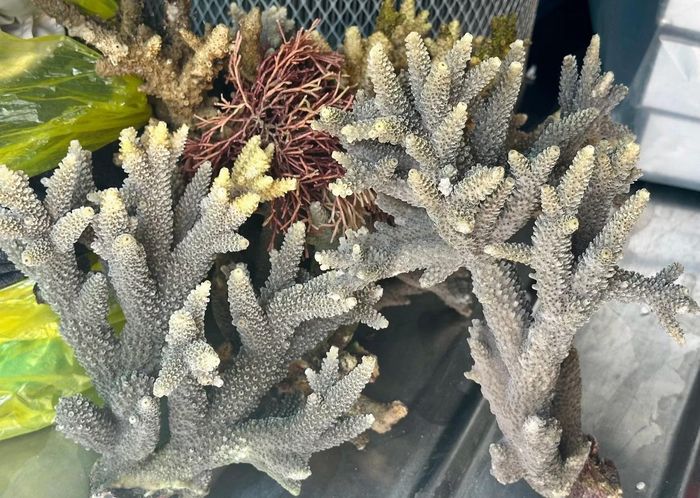 Cận cảnh những cành san hô sừng Acropora hai du khách đã bẻ khi tắm biển Hòn Chồng.