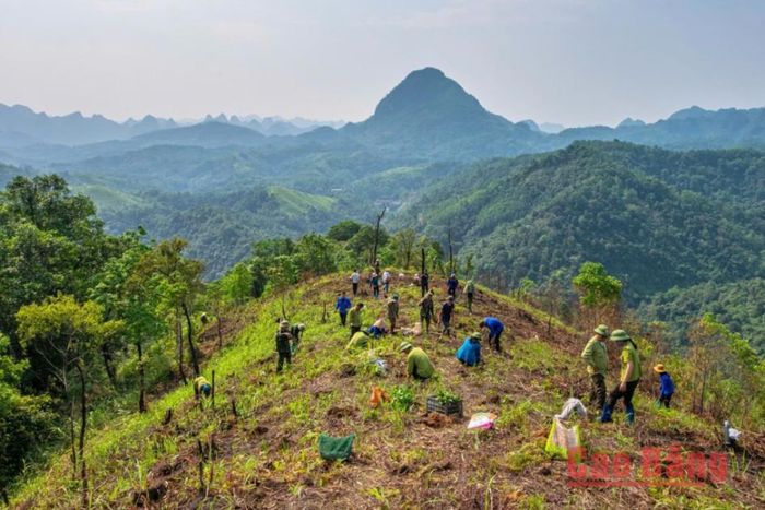 Ra quân trồng rừng trên địa bàn xã Quảng Hòa.