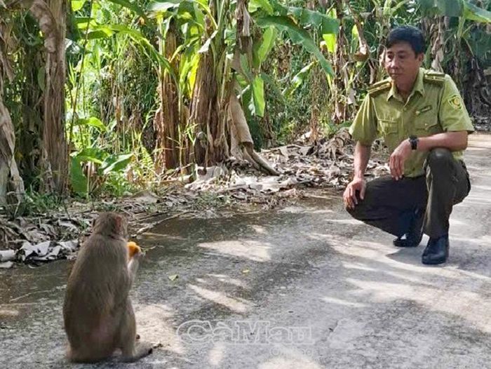 Vườn Quốc gia U Minh Hạ có điều kiện sinh cảnh phù hợp để khỉ đuôi dài sinh sống và phát triển trong tự nhiên.