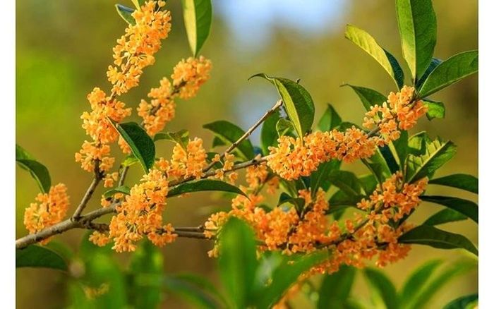 Ngoài giá trị làm cảnh, hoa Quế còn được sử dụng để pha trà, làm bánh hoặc tạo hương cho nhiều món ăn. Ảnh minh họa