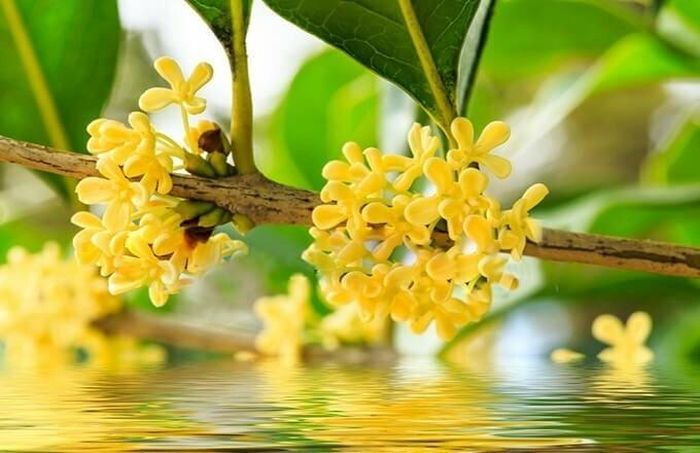 Cây hoa mộc hương trở thành lựa chọn quen thuộc trong sân vườn của nhiều gia đình, Ảnh minh họa