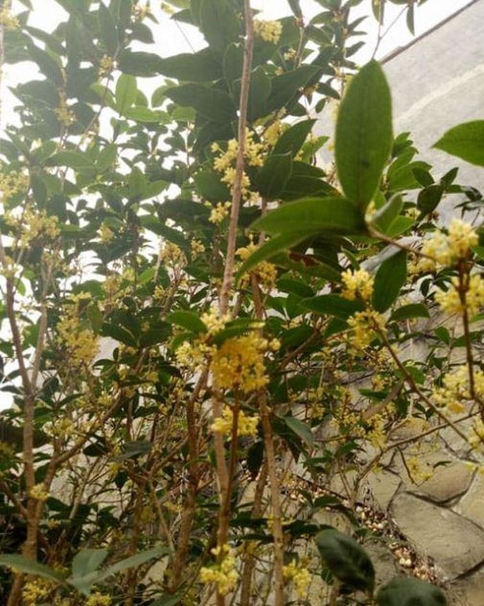 Một cây có thân nghiêng, tán lệch hoặc phát triển không đồng đều thường gây mất thẩm mỹ. Ảnh minh họa