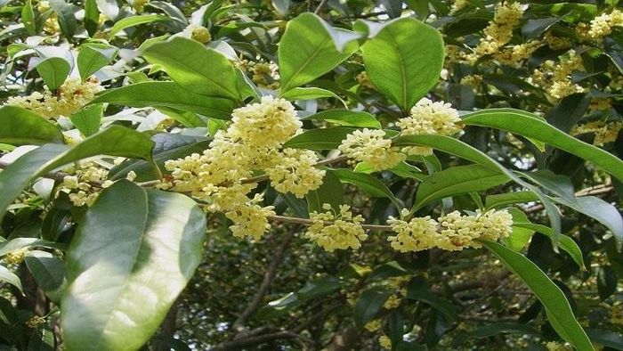 Không nên trồng cây hoa mộc hương ngay trước cửa chính. Ảnh minh họa