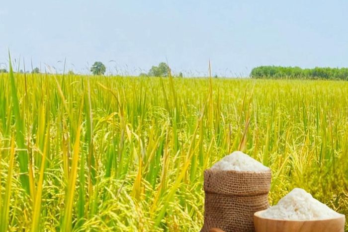 Giá lúa gạo hôm nay 22/7 không ghi nhận biến động trong nước, còn giá gạo xuất khẩu tăng ở một số chủng loại. (Ảnh minh họa: Báo Công Thương)