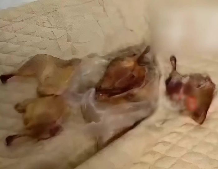 Ngay dưới đệm cũng có nhiều xác gà bốc mùi hôi thối, gây ô nhiễm không khí và ảnh hưởng rất lớn đến tâm lý của cô Dương. (Ảnh: DHN)