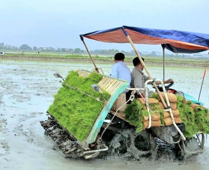 Nông dân xã Đa Phúc sử dụng máy cấy trong sản xuất nông nghiệp. Ảnh: HND