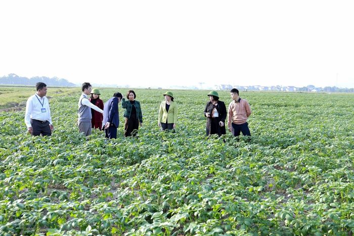 Liên kết sản xuất, Đa Phúc có những cánh đồng xanh trải rộng. Ảnh: HND