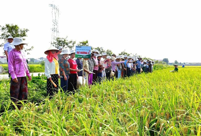 Hội Nông dân xã Đa Phúc phối hợp với một số đơn vị chức năng tổ chức khảo nghiệm các giống lúa mới. Ảnh: HND