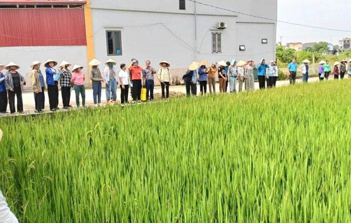 Hội Nông dân xã Đa Phúc tập huấn tại ruộng cho hội viên về kỹ thuật sản xuất lúa hàng hóa chất lượng cao. Ảnh: HND