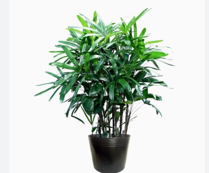 Trúc mây có khả năng hút sạch amoniac và sống khỏe trong điều kiện ít ánh sáng, làm cho nó trở thành lựa chọn lý tưởng cho các không gian trong nhà không có nhiều cửa sổ.