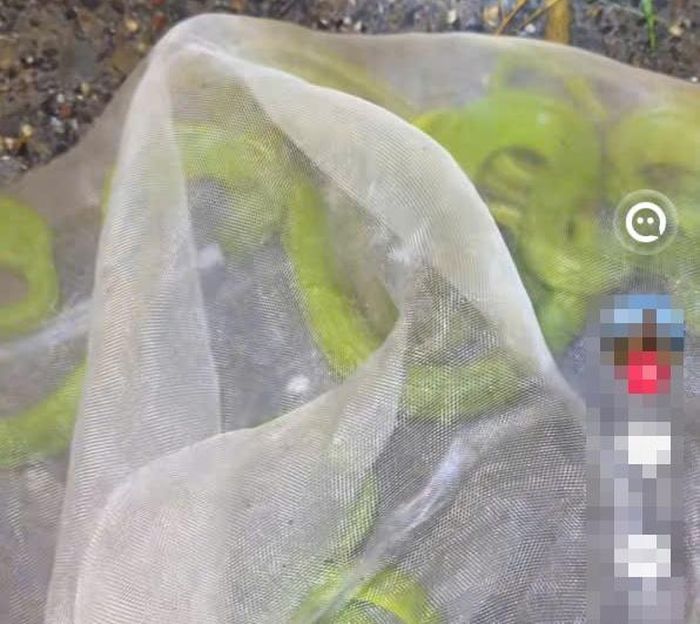  Rắn lục đuôi đỏ xuất hiện nhiều vào mùa mưa, ngay cả ở khu vực đông dân cư. Ảnh: @nguyentuong. 