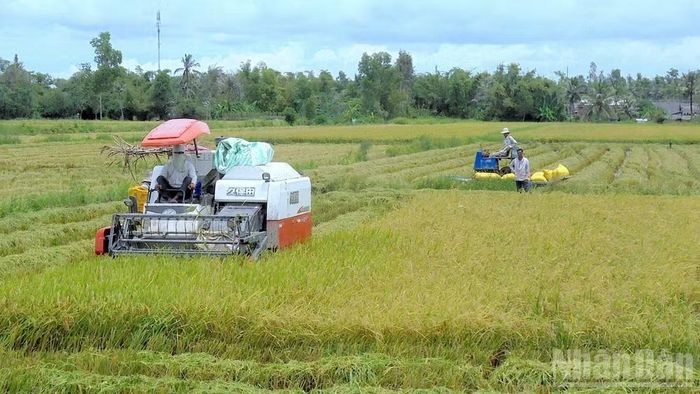 Cà Mau đang đẩy mạnh chuỗi liên kết trong sản xuất nông nghiệp và luôn cầu thị hợp tác với các doanh nghiệp làm ăn chân chính nhằm bao tiêu đầu ra cho nông sản. (Ảnh minh họa).