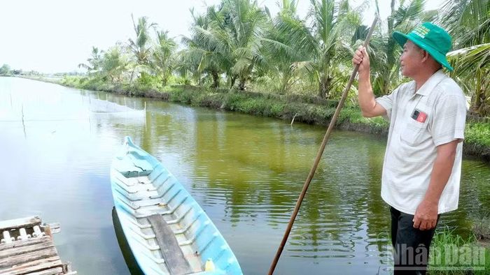 Đồng lúa-tôm của một nhà nông tại xã Trí Phải (tỉnh Cà Mau) bị Công ty Toàn Cầu nợ tiền mua lúa từ cuối năm 2025 đang chật vật vốn để tái sản xuất vụ mới.