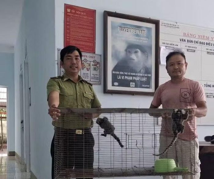 Giao nộp 2 con khỉ lùn. (Ảnh: xã Hòa Hội cung cấp)