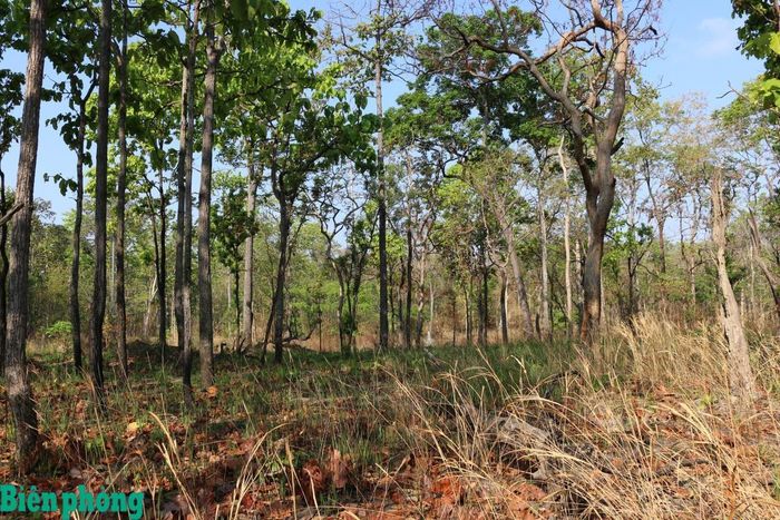 Vườn quốc gia Yok Đôn có diện tích hơn 115.500ha, thuộc địa bàn các tỉnh: Đắk Lắk và Lâm Đồng, là một trong những vườn quốc gia lớn nhất Việt Nam và là khu bảo tồn hệ sinh thái rừng khộp duy nhất của cả nước. Ảnh: Bích Nguyên