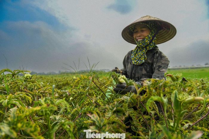 Việc trở thành một trong hai địa phương đầu tiên triển khai thí điểm mô hình "xã, phường xã hội chủ nghĩa" mở ra giai đoạn phát triển mới đối với Phúc Thịnh. Những kết quả trong công tác quản trị, đầu tư hạ tầng và nâng cao chất lượng sống của người dân sẽ là cơ sở để thành phố tổng kết, đánh giá quá trình triển khai trong thời gian tới.