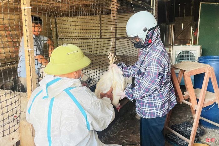 Ngành chuyên môn, chính quyền địa phương đã khẩn trương triển khai các giải pháp bao vây, khống chế ổ dịch.