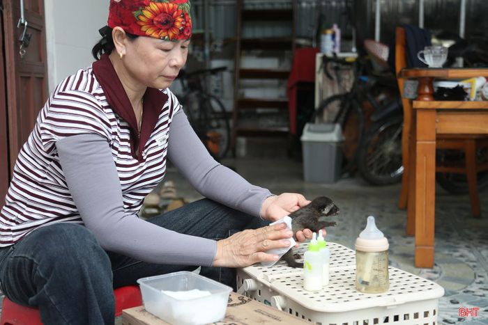 Bà Dung cẩn thận chăm sóc chồn con mới sinh.