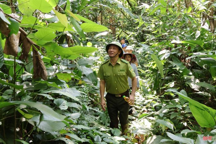 Đoàn kiểm tra hiện trạng các cánh rừng tự nhiên.