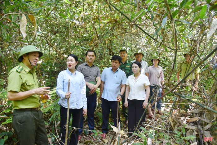 Đoàn tiến hành khảo sát những cánh rừng tự nhiên nhiều tre nứa, lau lách dễ cháy.
