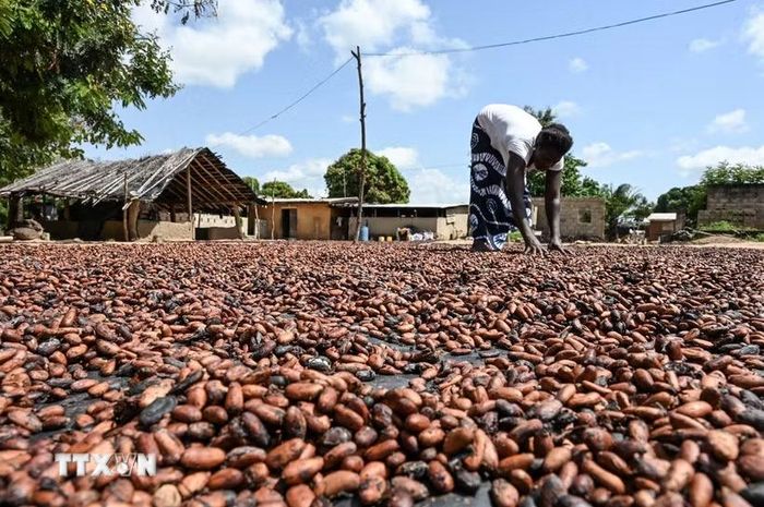 Nông dân phơi hạt cacao. (Ảnh: AFP/TTXVN)