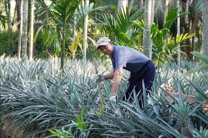 Nông dân xã Bình An, tỉnh An Giang, thu hoạch dứa.