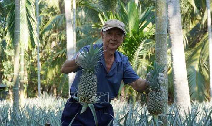 Nông dân xã Bình An, tỉnh An Giang, thu hoạch dứa trong niềm phấn khởi vì giá dứa trái tăng mạnh.