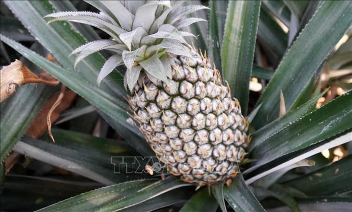 Dứa Tắc Cậu, An Giang, nổi tiếng hơn nửa thập kỷ qua với vị ngọt thanh, mọng nước.