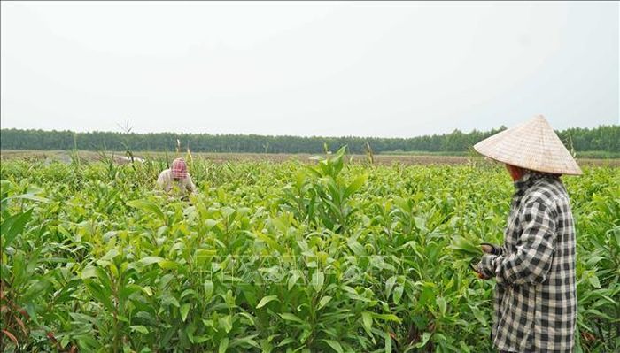 Cà Mau hiện có hơn 54.000 ha rừng sản xuất, trong đó hơn 18.000 ha keo lai được trồng thâm canh.