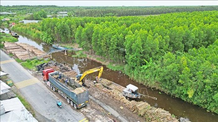 Trong 5 năm gần đây, tại Cà Mau, kinh tế lâm nghiệp tiếp tục khẳng định vai trò quan trọng với giá trị mang lại khoảng 3.000 tỷ đồng mỗi năm.