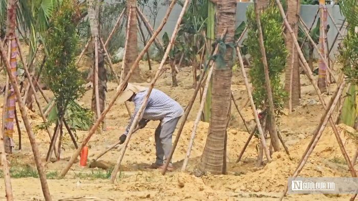 Công tác trồng cây xanh đang khẩn trương hoàn thiện.