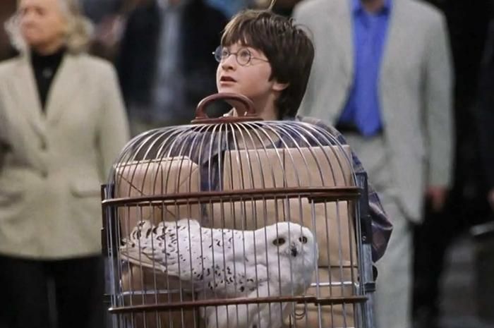 Daniel Radcliffe trong vai Harry Potter trong phim Harry Potter và Hòn đá Phù thủy. Ảnh: Peacock