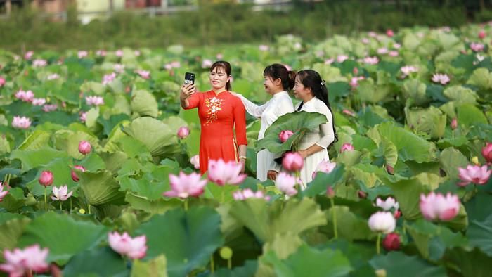Mùa sen ở Bắc Ninh. Ảnh: báo Bắc Ninh