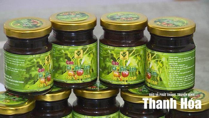 Cây dược liệu cà gai leo được chiết xuất thành cao và đóng lọ thủy tinh.